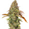 Z OG Auto (Barney's Farm) Cannabis-Samen