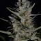 Purple Paralysis (Cream of the Crop Seeds) Cannabis-Samen