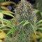 Amnesia Haze Automatic (RQS) Cannabis-Samen