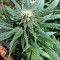 Black Destroyer (Original Sensible Seeds) Cannabis-Samen