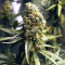 Blueberry OG cannabis strain