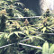 Bubblegum (T.H. Seeds) Cannabis-Samen