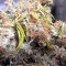 Buzz Light Gear (Dr. Krippling Seeds) Cannabis-Samen
