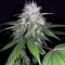 CBD 1:1 Silver Lime Haze Autoflower (Seedstockers)