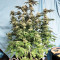 Cinderella 99 (Growers Choice) Cannabis-Samen