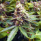 Early Widow (Advanced Seeds) Cannabis-Samen