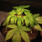 Gelato (Original Sensible Seeds) Cannabis-Samen