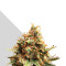 Juicy Lucy Auto (Auto Seeds) Cannabis-Samen