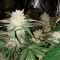 Kali Dog (RQS) Cannabis-Samen