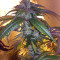 LA Confidential (DNA Genetics) Cannabis-Samen