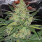 LSD Auto (Barney's Farm) Cannabis-Samen