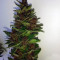 Lemonberry Haze Auto (Original Sensible Seeds) Cannabis-Samen