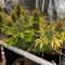 Colombia Mangobiche regular (CannaBioGen) Cannabis-Samen