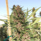 Pennywise regular (TGA Subcool Seeds / SubCool’s The Dank) Cannabis-Samen