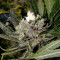 Pure Africa (Original Sensible Seeds) Cannabis-Samen
