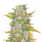 Purple Skunk Mass (Critical Mass Collective Seeds) Cannabis-Samen