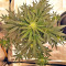 Sticky Fingers Autoflower (Seedstockers) Cannabis-Samen