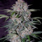 Strawberry Nuggets Auto (Mephisto Genetics) Cannabis-Samen
