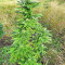 Super Skunk Autoflower (Seedstockers) Cannabis-Samen
