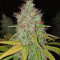 Toxic (Ripper Seeds) Cannabis-Samen