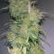 Wild Thailand Ryder Auto (World of Seeds) Cannabis-Samen