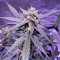 buy berry bomb auto bomb seeds