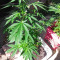 Bubblegum (Kera Seeds) Cannabis-Samen