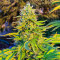 GG#4 Original Glue Fast Version feminisierte Samen (EGS)