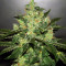 Jack Herer (Blackskull Seeds) Cannabis-Samen