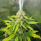 Papaya Cookies Auto feminisierte Samen (Fast Buds)