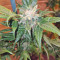 Pumpkin Kush regular (RQS) Cannabis-Samen
