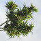 Pumpkin Kush regular (RQS) Cannabis-Samen