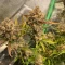 Tangie'matic Auto (Fast Buds) Cannabis-Samen zu verkaufen