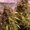 Gorilla Cookies Auto (Fast Buds) Cannabis-Samen zu verkaufen