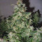 Original Auto Critical (Fast Buds) Cannabis-Samen zu verkaufen