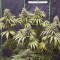 Bruce Banner #3 Cannabis-Samen Kaufen