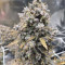 Wedding Cake Auto (Barney's Farm) Cannabis-Samen zu verkaufen