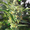 Pineapple Express Auto (Fast Buds) Cannabis-Samen zu verkaufen