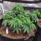 White Widow (Dutch Passion) Cannabis-Samen