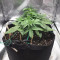 Auto Ultimate Cannabis-Samen Kaufen