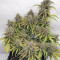 Wedding Cake Auto (Original Sensible Seeds) Cannabis-Samen zu verkaufen