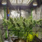 Chocolate Skunk (00 Seeds) Cannabis-Samen zu verkaufen