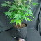 Kaufe Grandmommy Purple Samen feminisiert von Herbies Seeds