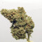 Kaufe Original Cinderella Auto Samen feminisiert von Fast Buds