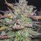 Gorilla Z Auto Cannabis-Samen Kaufen