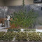 Green Crack Auto (Fast Buds) Cannabis-Samen zu verkaufen
