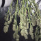 Frisian Duck (Dutch Passion) Cannabis-Samen zu verkaufen