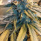 Do-Si-Dos OG Cannabis-Samen Kaufen
