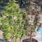 Green Crack Cannabis-Samen Kaufen