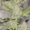 O.G. Kush Autoflower (Seedstockers) Cannabis-Samen zu verkaufen
